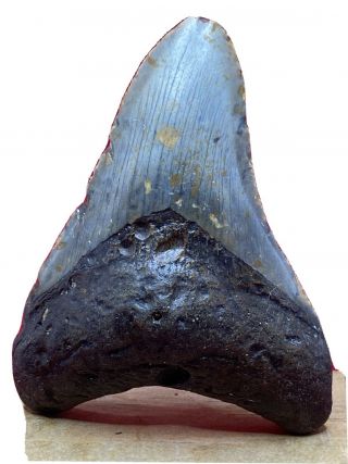 7.  4 - 10 " Megalodon Shark Tooth Fossil 100 Authentic