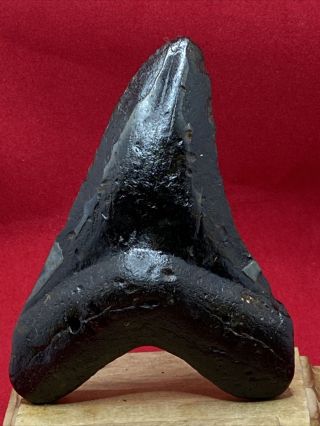 5 4.  70” Megalodon Shark Tooth Fossil 100 Authentic
