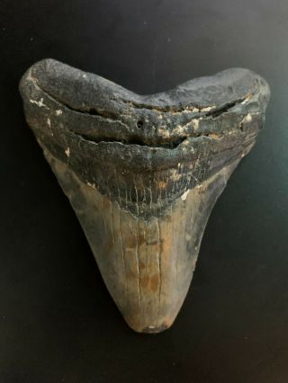 Megalodon Shark Tooth 3.  812 Inch (no Restoration) Great Xmas Gifts Fast Ship