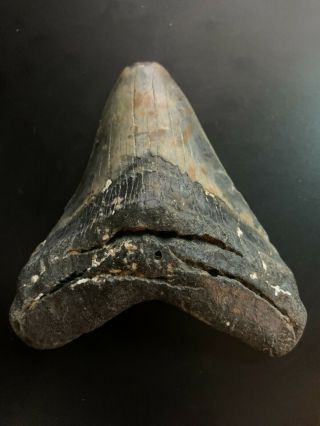 Megalodon Shark Tooth 3.  812 inch (NO RESTORATION) Great XMAS GIFTS Fast Ship 2