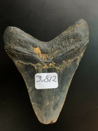 Megalodon Shark Tooth 3.  812 inch (NO RESTORATION) Great XMAS GIFTS Fast Ship 3