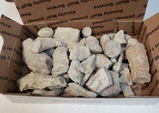 Petrified Fossil Horn Coral Specimens From Unknown Location (s) 3 Lb Box
