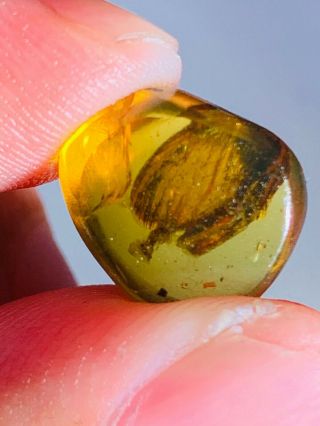 0.  78g Unknown Bug Wings Burmite Myanmar Burmese Amber Insect Fossil Dinosaur Age