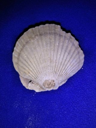Sc15 Fossilized Scallop Sea Shell 54 Mm Marine Bivalve Mollusks Pectinidae Clam