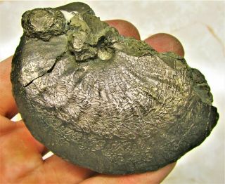 Stunning Big Oxynoticeras Ammonite 83mm Jurassic Coast Pyrite Fossil Uk Mineral
