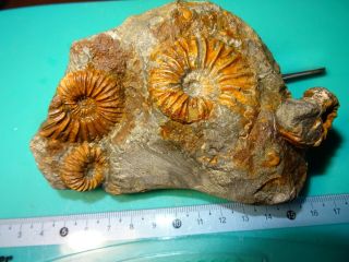Ammonites Caucasus Colombiceras Aptian Stage