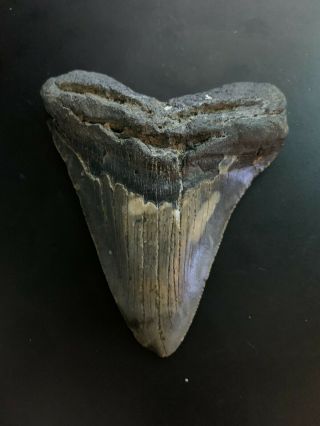 Megalodon Shark Tooth 3.  251 Inch (no Restoration) Great Xmas Gifts Fast Ship
