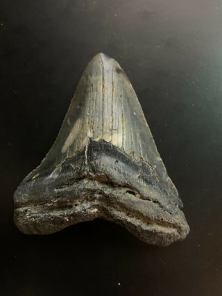 Megalodon Shark Tooth 3.  251 inch (NO RESTORATION) Great XMAS GIFTS Fast Ship 2