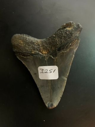 Megalodon Shark Tooth 3.  251 inch (NO RESTORATION) Great XMAS GIFTS Fast Ship 3