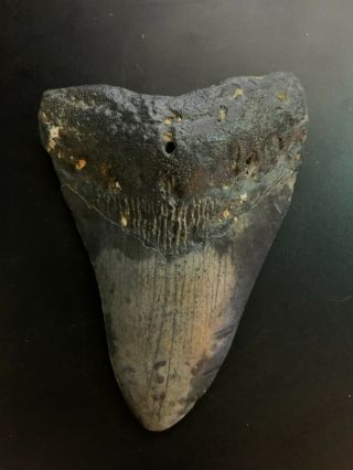 Megalodon Shark Tooth 3.  692 Inch (no Restoration) Great Xmas Gifts Fast Ship