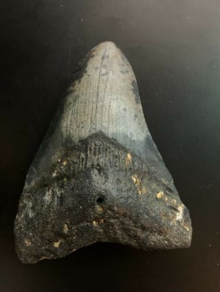 Megalodon Shark Tooth 3.  692 inch (NO RESTORATION) Great XMAS GIFTS Fast Ship 2