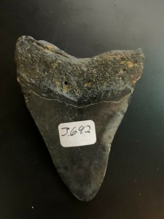 Megalodon Shark Tooth 3.  692 inch (NO RESTORATION) Great XMAS GIFTS Fast Ship 3