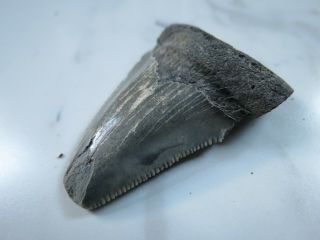 Fossil Megalodon Shark Tooth,  2 1/4 Inches No Restorations