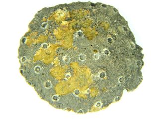 Sponge Fossil Morocco 53.  33 Grams