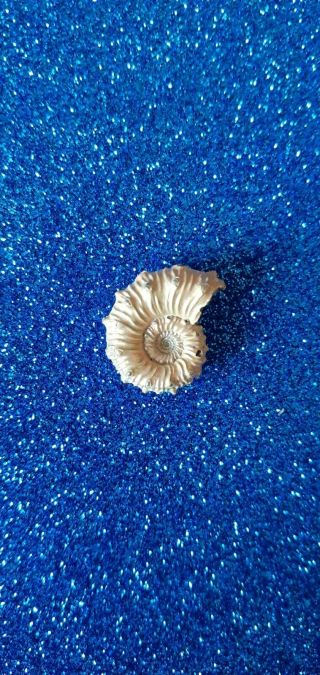 19mm; 0,  75in Cosmoceras Sp Pyrite Ammonite Fossils Fossilien Russia Saratov