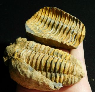 A Big 100 Natural Flexicalymene Trilobite Fossil In A Split Nodule 190gr