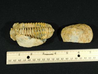 A Big 100 Natural Flexicalymene Trilobite Fossil in a Split NODULE 190gr 3