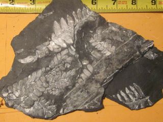 Museum Quality,  Carboniferous Fern Fossil,  St Claire Pa