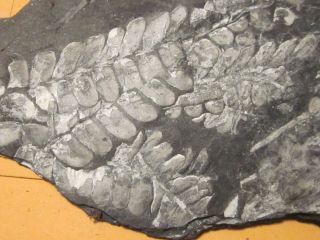 Museum Quality,  Carboniferous Fern Fossil,  St Claire PA 2