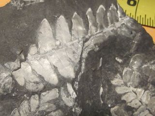Museum Quality,  Carboniferous Fern Fossil,  St Claire PA 3