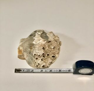 Large Chesapecten Jeffersonius Scallop Fossil Shell Barnacles
