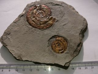 Multi Fossil Fossilien Ammonit Psiloceras Planorbis Ammonite Pearl Jurassic Uk