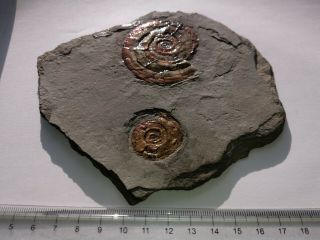 Multi fossil fossilien ammonit Psiloceras planorbis ammonite pearl jurassic UK 2