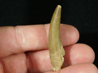 A Big 100 Natural S.  Maroccanus SPINOSAURUS TOOTH Fossil From Morocco 6.  8gr 2