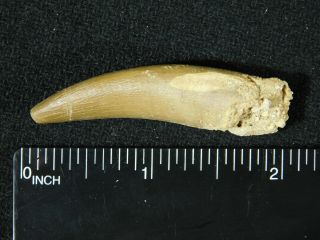 A Big 100 Natural S.  Maroccanus SPINOSAURUS TOOTH Fossil From Morocco 6.  8gr 3