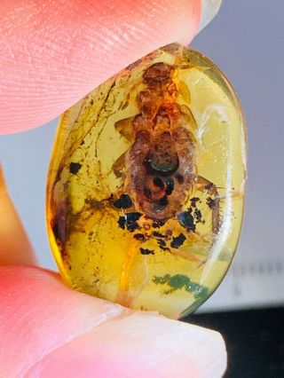 1.  27g Cretaceous Roach Burmite Myanmar Burmese Amber Insect Fossil Dinosaur Age