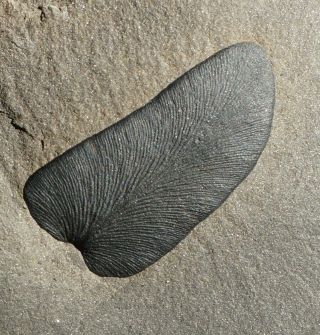 European Fossil Plant Fern Paripteris Gigantea Pinnule Preserved