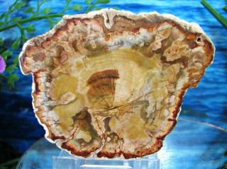 Petrified Wood Complete Round Slab W/bark Yellow Olive - Green W/beautiful Rings
