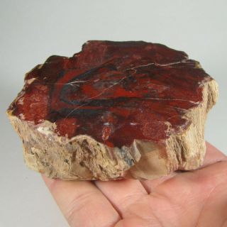 3.  3 " Polished Petrified Wood Branch Slab Fossil Standup - Madagascar