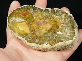 A Colorful Cut And Polished Petrified Wood Fossil From Madagascar 339gr