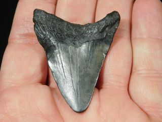 A And 100 Natural Carcharocles Megalodon Shark Tooth Fossil 14.  1gr