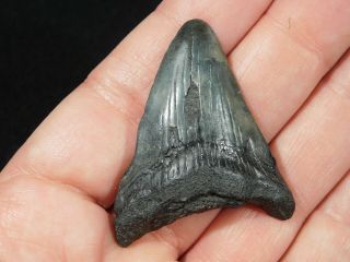 A and 100 Natural Carcharocles MEGALODON Shark Tooth Fossil 14.  1gr 2