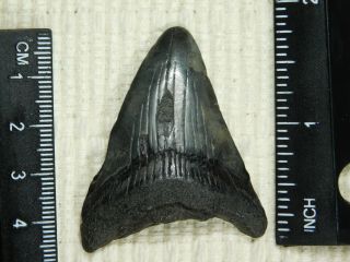 A and 100 Natural Carcharocles MEGALODON Shark Tooth Fossil 14.  1gr 3