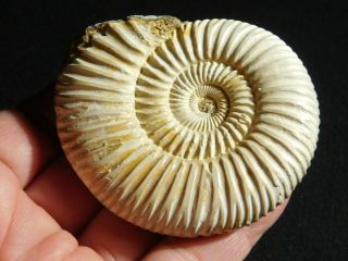 A Polished 200 Million Year Old White Ribbed Ammonite Fossil 99.  5gr