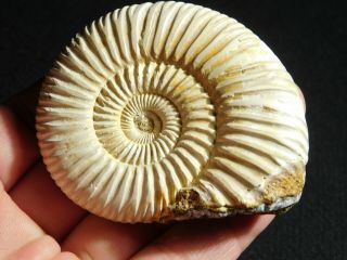 A Polished 200 Million Year Old WHITE Ribbed AMMONITE Fossil 99.  5gr 2