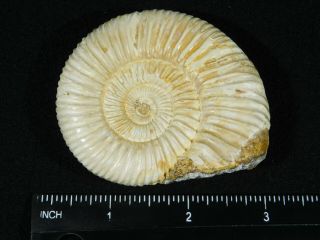 A Polished 200 Million Year Old WHITE Ribbed AMMONITE Fossil 99.  5gr 3