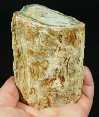 A Larger 210 Million Year Old Polished Petrified Wood Fossil Madagascar 611gr
