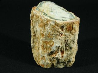 A Larger 210 Million Year Old Polished Petrified Wood Fossil Madagascar 611gr 2