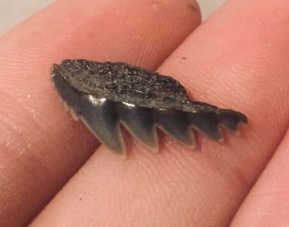 Maryland Fossil Cow Shark Tooth Notorynchus Calvert Cliffs Miocene Megalodon Age 2