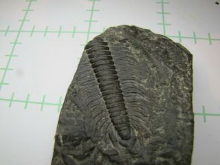 Trilobite _paradoxides - Cambriem -