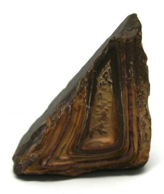 Precambrian Stromatolite Fossil 2.  2 " X 2.  0 " Freestanding Specimen Morocco