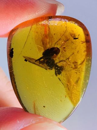 3.  47g Hymenoptera Wasp Bee Burmite Myanmar Amber Insect Fossil Dinosaur Age