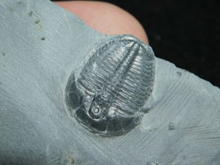 A Perfect 100 Natural Cambrian Era Utah Elrathia Trilobite Fossil 68.  3gr C