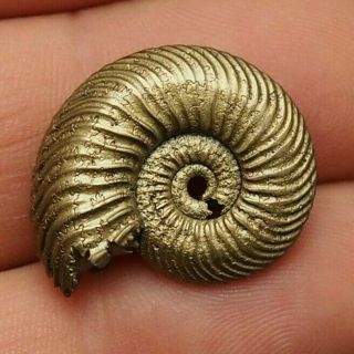 24mm Quenstedtoceras Pyrite Ammonite Fossils Fossilien Russia Pendant Gold