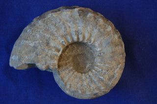 Nautilus Ammonite Nautiloid Fossil 3 3/4 Oz.  2 1/2 " Wide