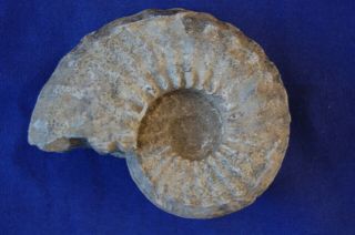 Nautilus Ammonite Nautiloid Fossil 3 3/4 oz.  2 1/2 